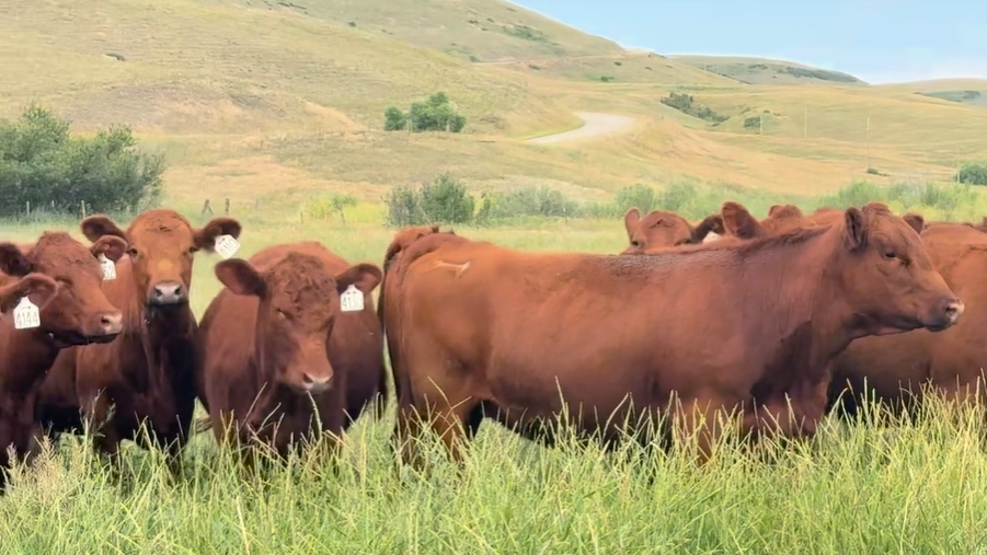 62 Red Angus bred heifers BH812B5